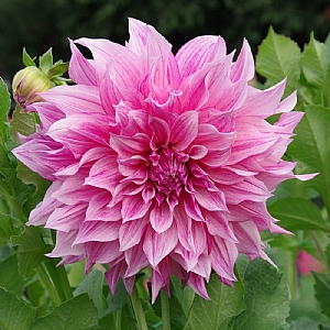 Dahlia 'Café au Lait Royal'