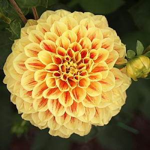 Dahlia 'Cape Town'