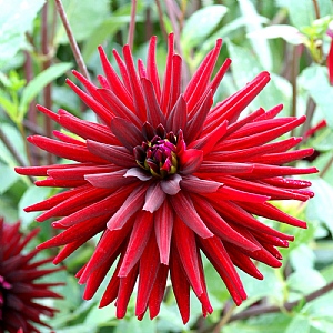 Dahlia 'Chat Noir'