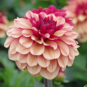Dahlia 'Creme De Cognac'