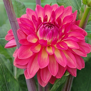 Dahlia 'Ellen Nauta'
