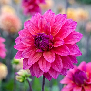 Dahlia 'Feline Yvonne'