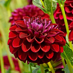 Dahlia 'Gipsy Night'