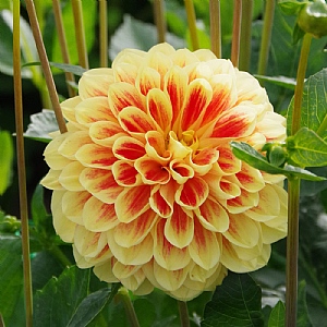 Dahlia 'Golden Scepter'