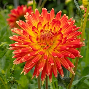 Dahlia 'Gudoshnik'