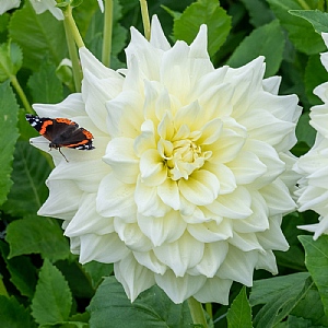 Dahlia 'Ice Breaker'