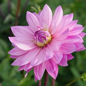 Dahlia 'Miss Delilah'