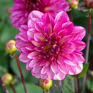 Dahlia 'Muchacha'