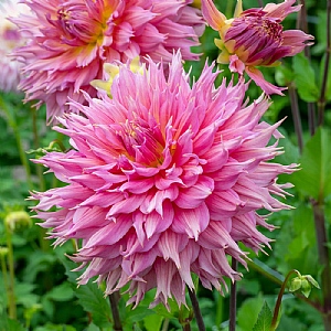 Dahlia 'Omega'
