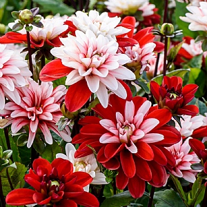Dahlia 'Pacific Time'