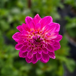 Dahlia 'Princess Laetitia'