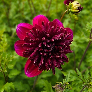 Dahlia 'Rockstar'