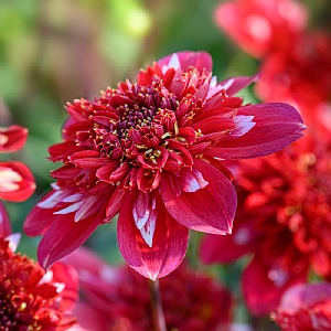 Dahlia 'Speech'
