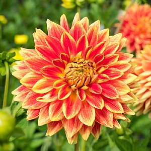 Dahlia 'Sun Explosion'