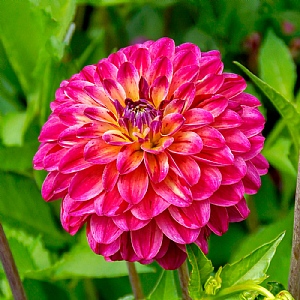 Dahlia 'The Voice'