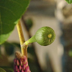 Ficus 'Brown Turkey'