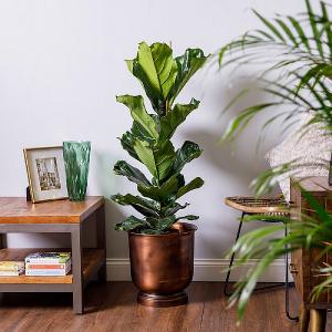 Fiddle-Leaf Fig (Ficus Lyrata)