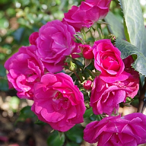 Rose 'Flower Carpet Pink'