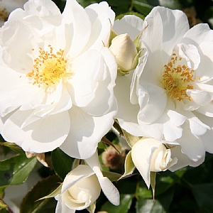 Rose 'Flower Carpet White'