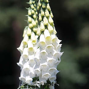 Digitalis 'Albino' (Foxglove)
