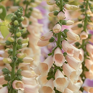 Digitalis ' Apricot Beauty' (Foxglove)