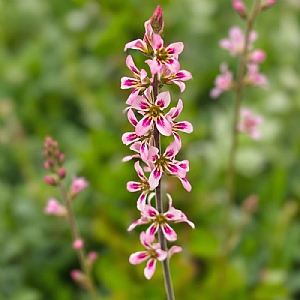 Francoa sonchifolia 'Pink Giant'