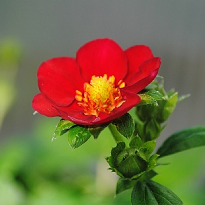 Fragaria (Strawberry) 'Ruby Ann'