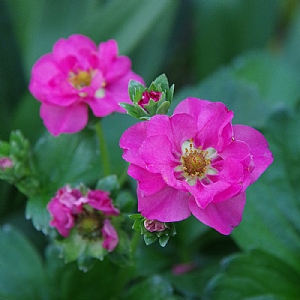 Fragaria 'Summer Breeze Cherry'