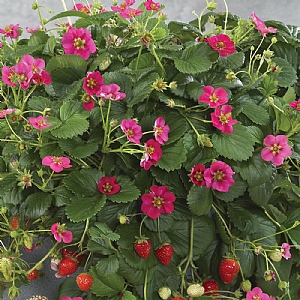 Fragaria (Strawberry) 'Toscana'