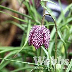Fritillaria meleagris