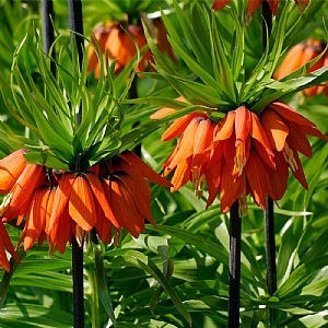 Fritillaria imperialis 'Rubra'