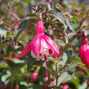 Fuchsia 'Alice Hoffman'