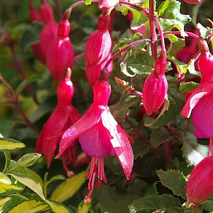 Fuchsia 'Beacon'