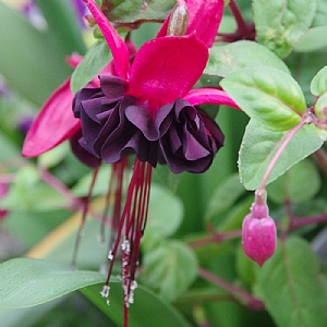 Fuchsia 'Blacky'