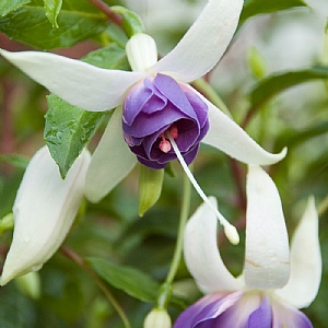 Fuchsia Delta's Sarah