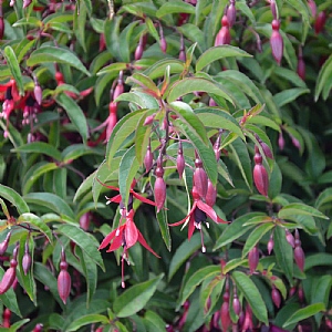 Fuchsia 'Dying Embers'