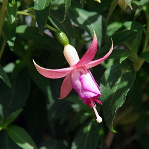 Fuchsia 'Fairy Lights'
