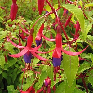 Fuchsia 'Genii'