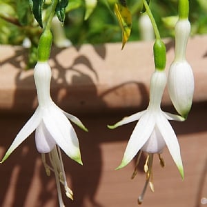Fuchsia 'Hawkshead'
