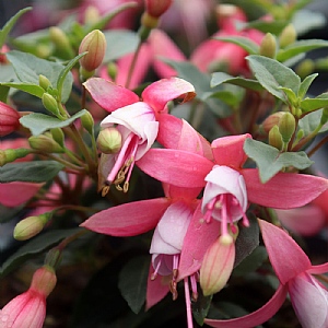 Fuchsia 'Bella Lisa'