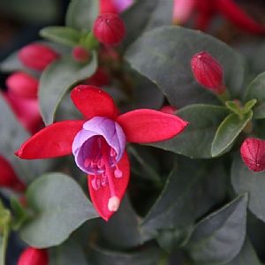 Fuchsia 'Bella Nikita'