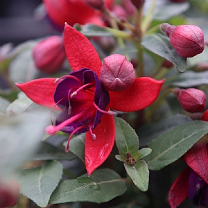 Fuchsia 'Bella Sacha'