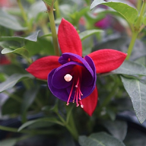 Fuchsia 'Bella Vera'