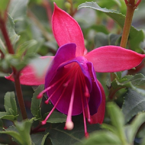 Fuchsia 'Bella Mariska'