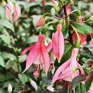 Fuchsia 'Jack Stanway'