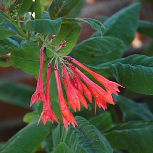 Fuchsia triphylla 'Thalia'