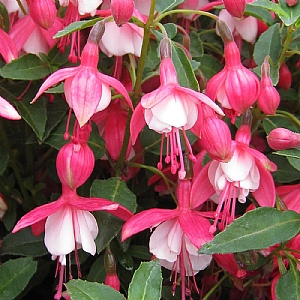 Fuchsia 'Lady Thumb'