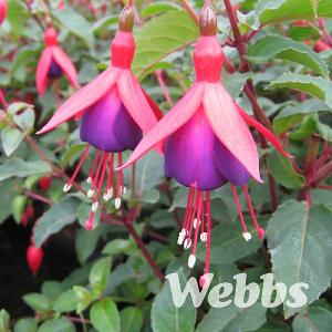 Fuchsia 'Mrs Popple'