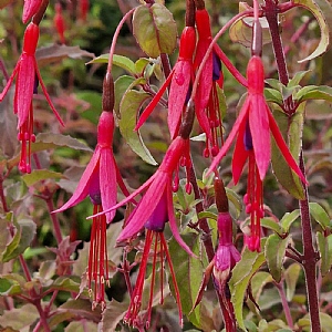 Fuchsia 'Riccartonii'