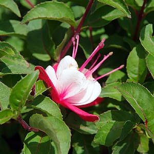 Fuchsia 'Snowcap'
